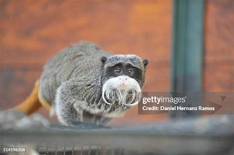 2,024 Titi Stock Photos & High.